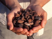 cacao-beans