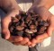 cacao-beans